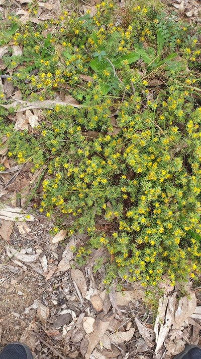 Pultenaea trinervis, photographed by Rosalie Lawrence