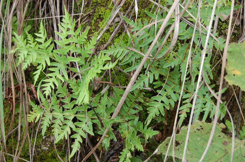 Cheiloplecton rigidum, photographed by Neptalí Ramírez Marcial