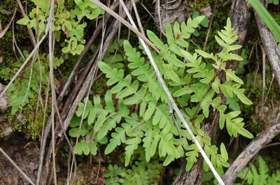 Cheiloplecton rigidum, photographed by Neptalí Ramírez Marcial
