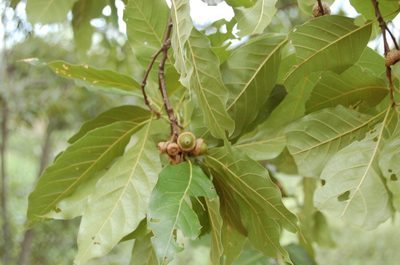Quercus acutifolia, photographed by Neptalí Ramírez Marcial