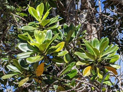 Myrsine lessertiana, photographed by David Anderson