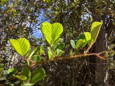 Rubus ellipticus, photographed by David Anderson