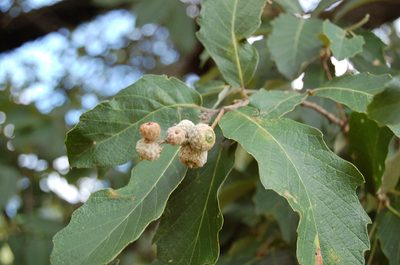 Quercus peduncularis, photographed by Neptalí Ramírez Marcial