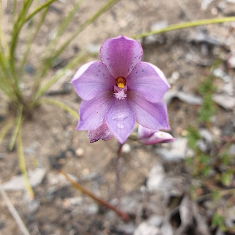 Thelymitra ixioides, photographed by Shelomi Doyle