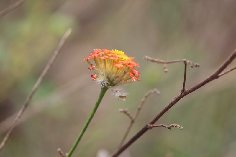 Lasiosiphon rubescens, photographed by Noeleen du Toit