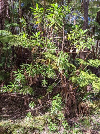 Scaevola chamissoniana, photographed by David Anderson