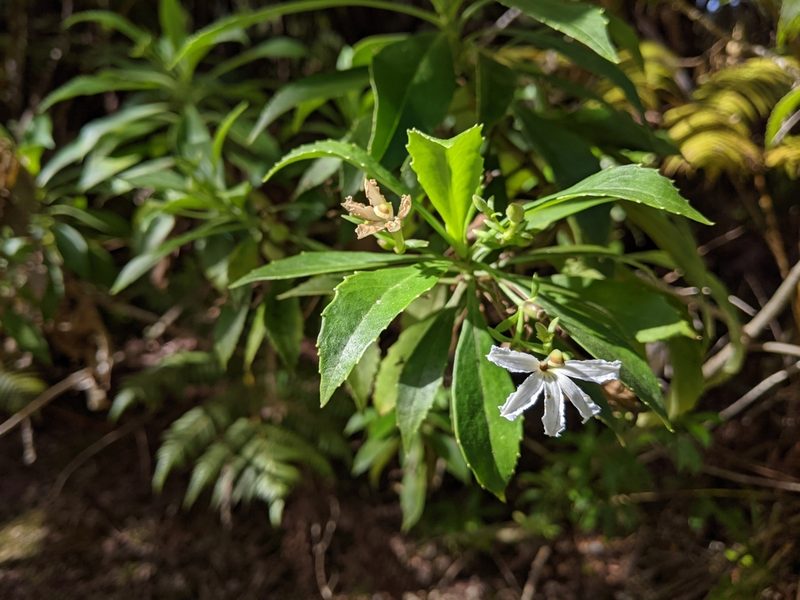 Scaevola chamissoniana, photographed by David Anderson
