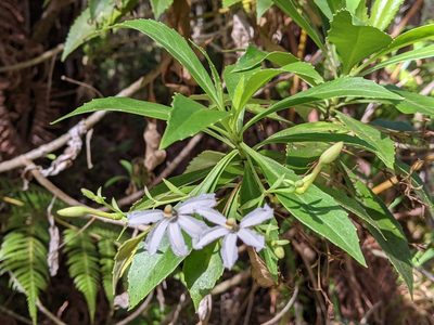 Scaevola chamissoniana, photographed by David Anderson