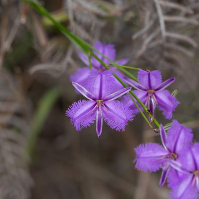 Thysanotus racemoides, photographed by Kym Nicolson