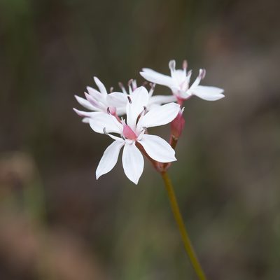 Burchardia umbellata, photographed by Kym Nicolson