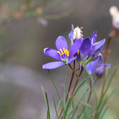 Cheiranthera alternifolia, photographed by Kym Nicolson