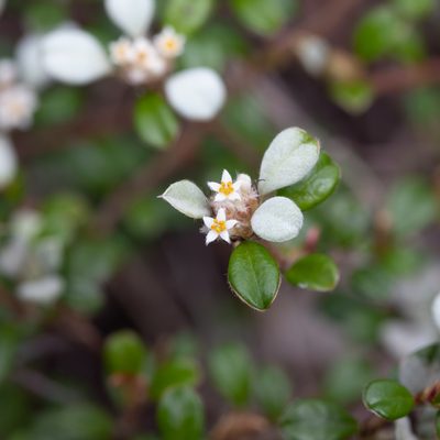 Cryptandra leucophracta, photographed by Kym Nicolson