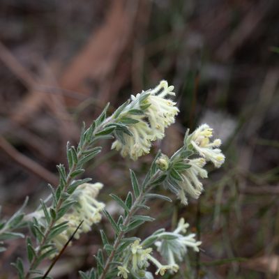 Pimelea octophylla, photographed by Kym Nicolson
