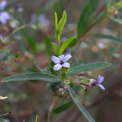 Billardiera cymosa, photographed by Kym Nicolson