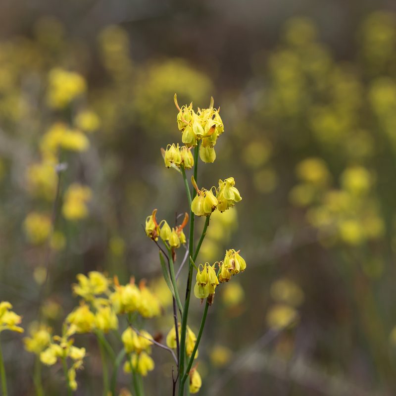 Glischrocaryon behrii, photographed by Kym Nicolson