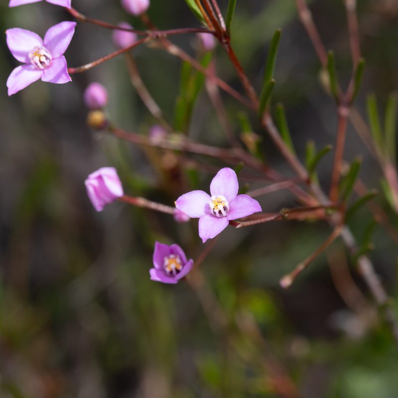 Boronia filifolia, photographed by Kym Nicolson