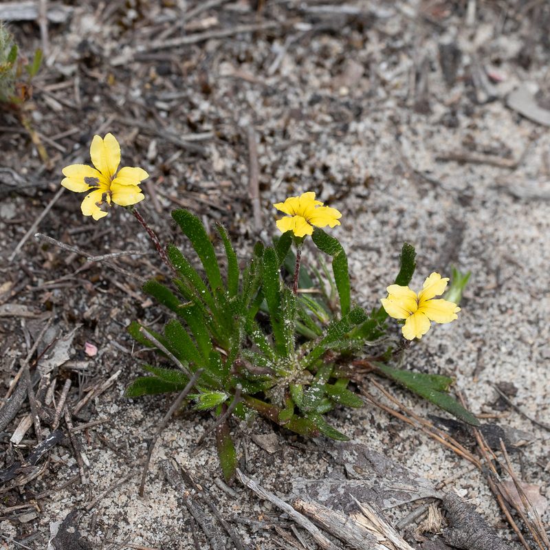 Goodenia geniculata, photographed by Kym Nicolson