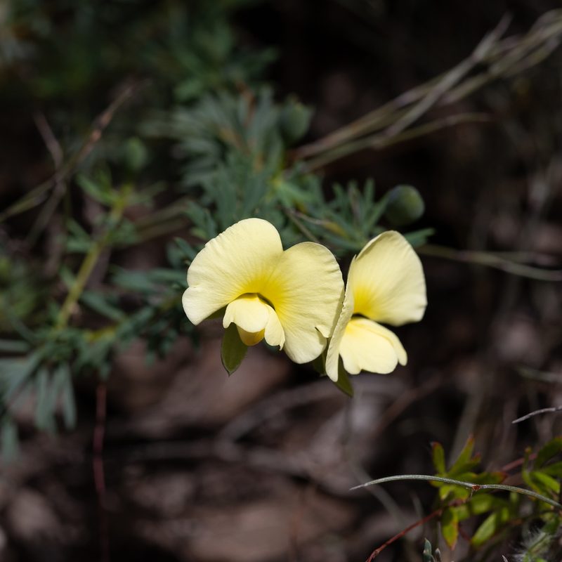Gompholobium ecostatum, photographed by Kym Nicolson