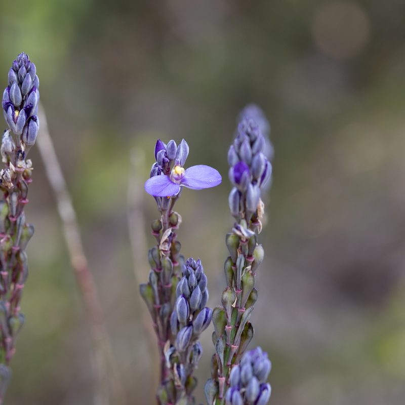 Comesperma calymega, photographed by Kym Nicolson
