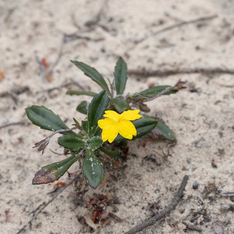 Goodenia blackiana, photographed by Kym Nicolson