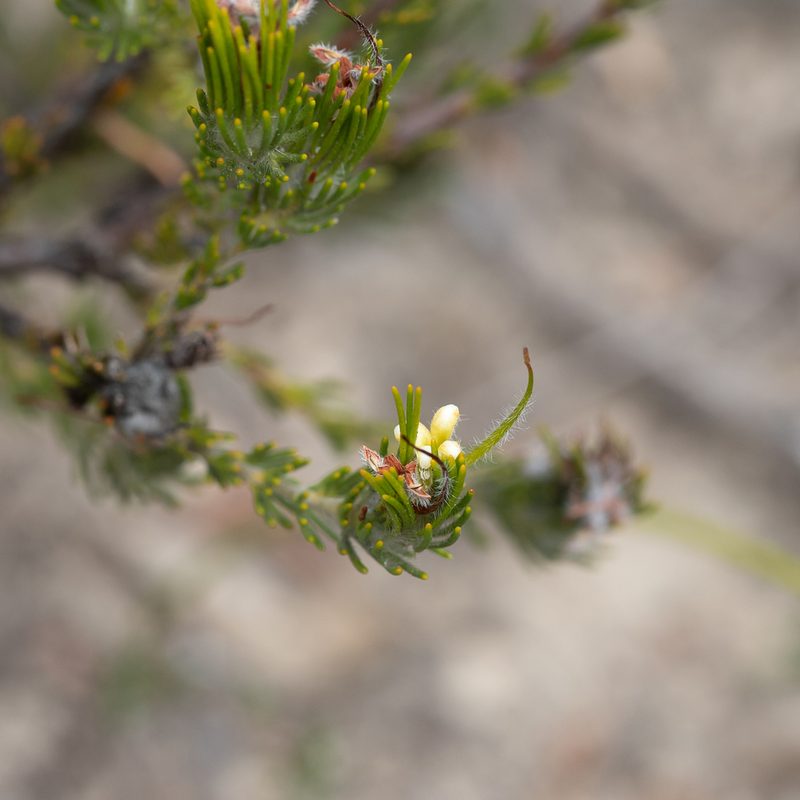 Adenanthos terminalis, photographed by Kym Nicolson