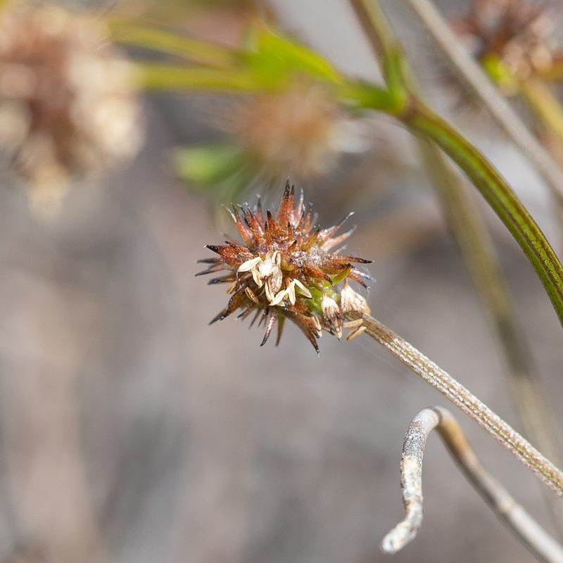 Opercularia scabrida, photographed by Kym Nicolson