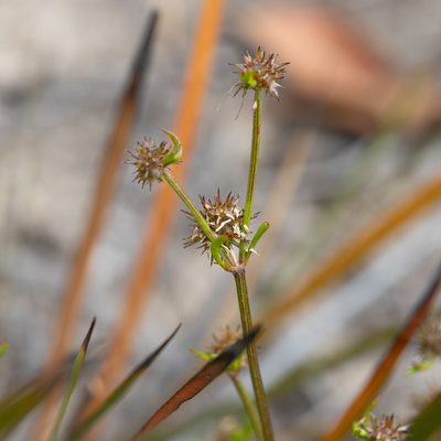 Opercularia scabrida, photographed by Kym Nicolson