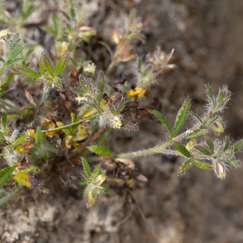 Xanthosia huegelii, photographed by Kym Nicolson
