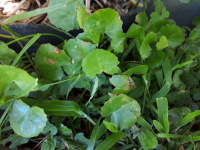 Centella uniflora, photographed by Doug Miller