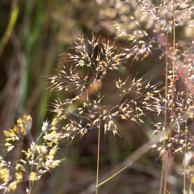 Pentameris pallida, photographed by Kym Nicolson
