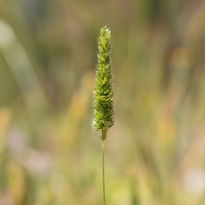 Rostraria cristata, photographed by Kym Nicolson