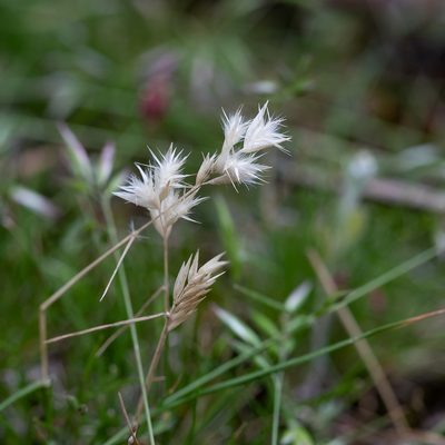 Rytidosperma geniculatum, photographed by Kym Nicolson