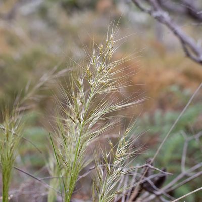 Austrostipa mollis, photographed by Kym Nicolson