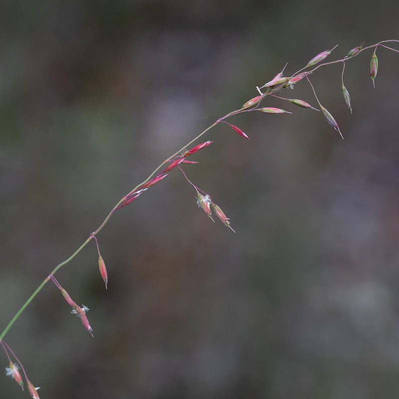 Ehrharta calycina, photographed by Kym Nicolson