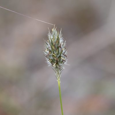 Neurachne alopecuroidea, photographed by Kym Nicolson