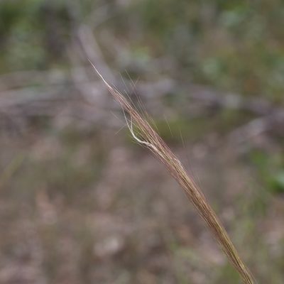 Austrostipa mollis, photographed by Kym Nicolson