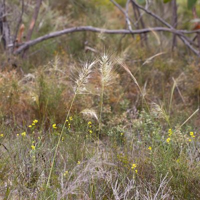 Austrostipa mollis, photographed by Kym Nicolson