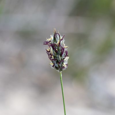 Neurachne alopecuroidea, photographed by Kym Nicolson