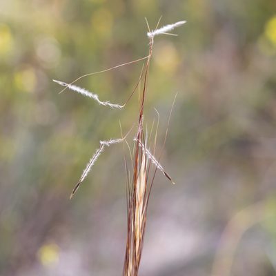 Austrostipa mollis, photographed by Kym Nicolson