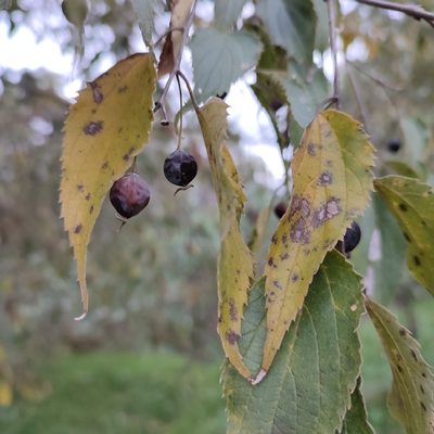 Celtis australis, photographed by Quentin Groom