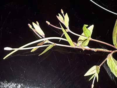 Epilobium ciliatum, photographed by Doug Miller