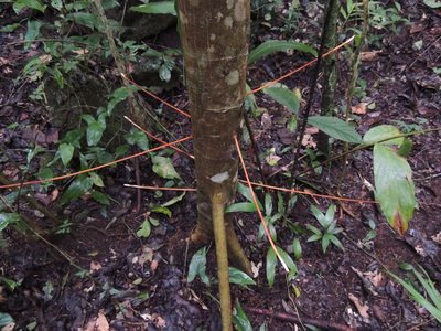 Bravaisia integerrima, photographed by Neptalí Ramírez Marcial