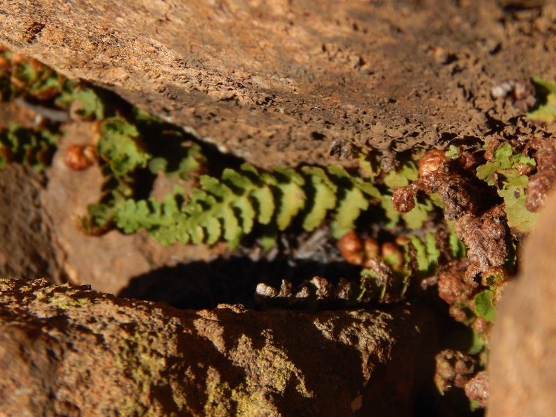 Asplenium cordatum, photographed by melda