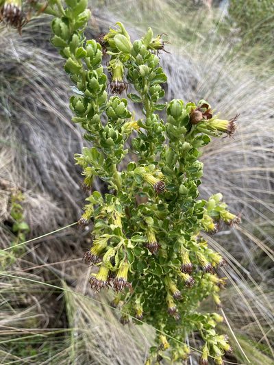 Pentacalia arbutifolia, photographed by Diego F. Cisneros-Heredia