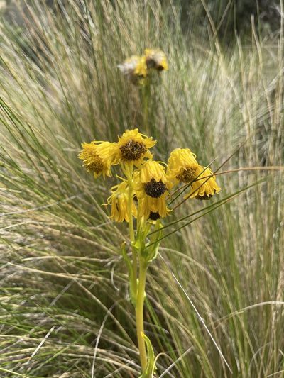 Senecio chionogeton, photographed by Diego F. Cisneros-Heredia