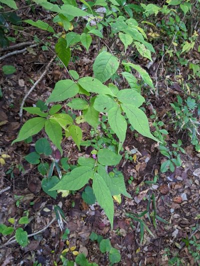 Callicarpa mollis, photographed by Timur Kalininsky