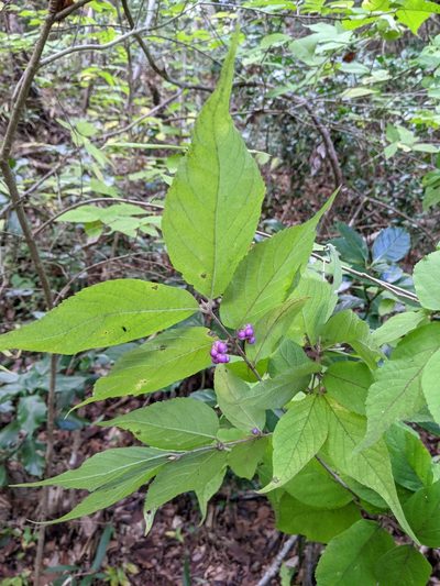 Callicarpa mollis, photographed by Timur Kalininsky