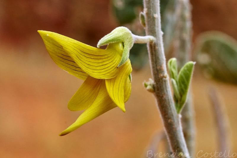 Crotalaria cunninghamii, photographed by Brendan Costello