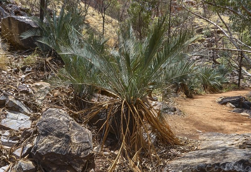 Macrozamia macdonnellii, photographed by Brendan Costello