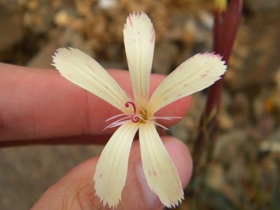 Dianthus caespitosus, photographed by Tim Kirsten